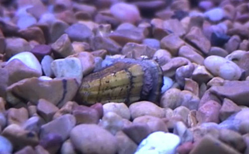 Female snuffbox mussel Photo